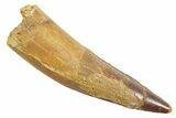 Fossil Spinosaurus Tooth - Real Dinosaur Tooth #363525-1